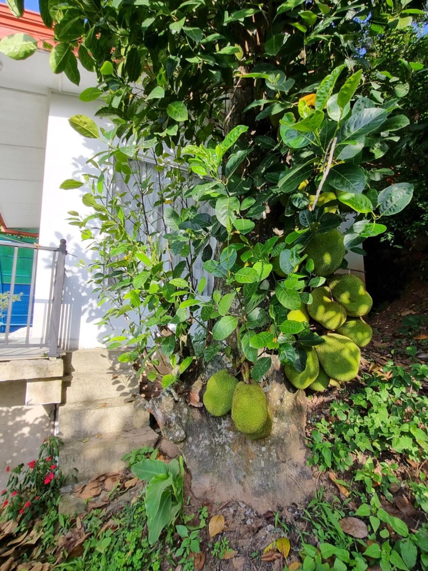 Squirrel'S Nest Hotel Kandy Exterior foto